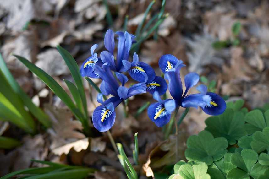 bulbe fin hiver, iris fleurissant en fin hiver mars