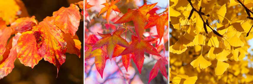 Arbres à feuillage d'automne coloré