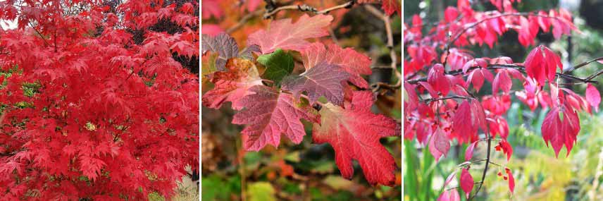 Arbustes à feuillage d'automne coloré