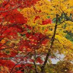 Aménager un jardin flamboyant avec des feuillages d'automne