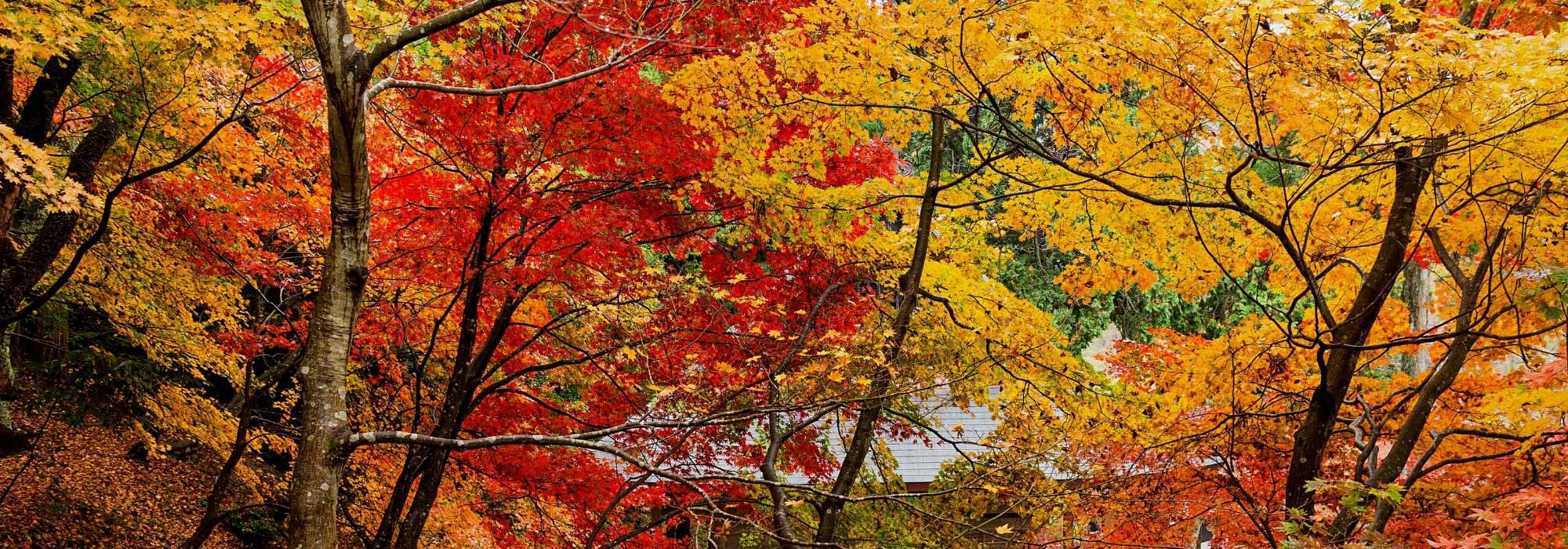 Aménager un jardin flamboyant avec des feuillages d'automne