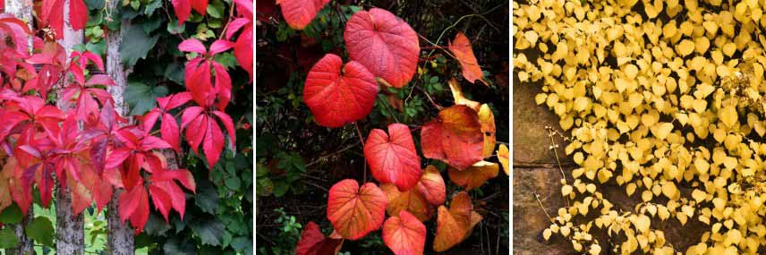 Plantes grimpantes à feuillage d'automne coloré