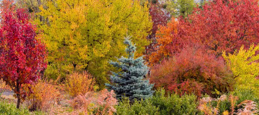 Composer un jardin d'automne avec des feuillages flamboyants 