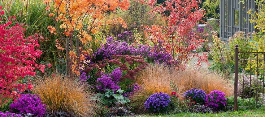 Feuillages d'automne et floraisons tardives