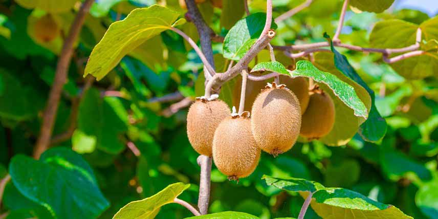 Un plant de Kiwi portant des fruits