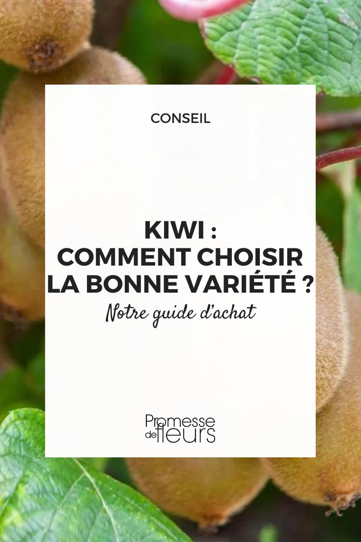 Notre guide d'achat de votre arbre à kiwi suivant différents critères