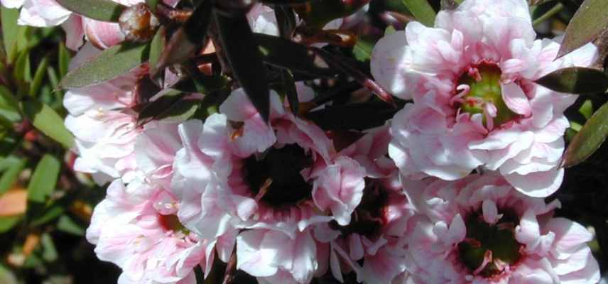 leptospermum a fleurs roses