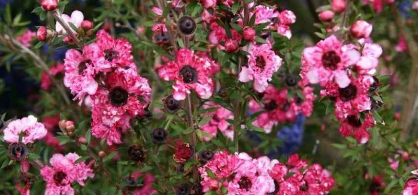 arbre a thé floraison rose, leptospermum rose