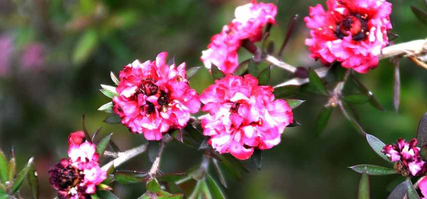 arbre a thé a fleurs roses, leptospermum rose