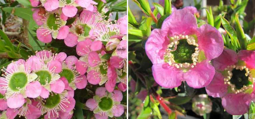 arbre a thé fleurs roses, leptospermum rose