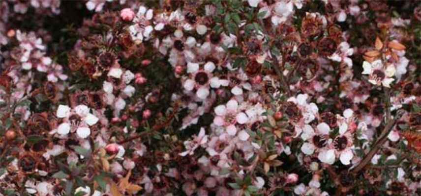 arbre a thé fleurs roses, leptospermum rose