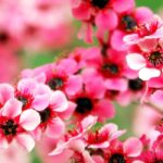 Leptospermum à fleurs roses : les plus belles variétés