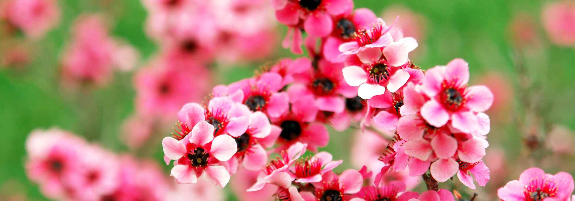 Leptospermum à fleurs roses : les plus belles variétés