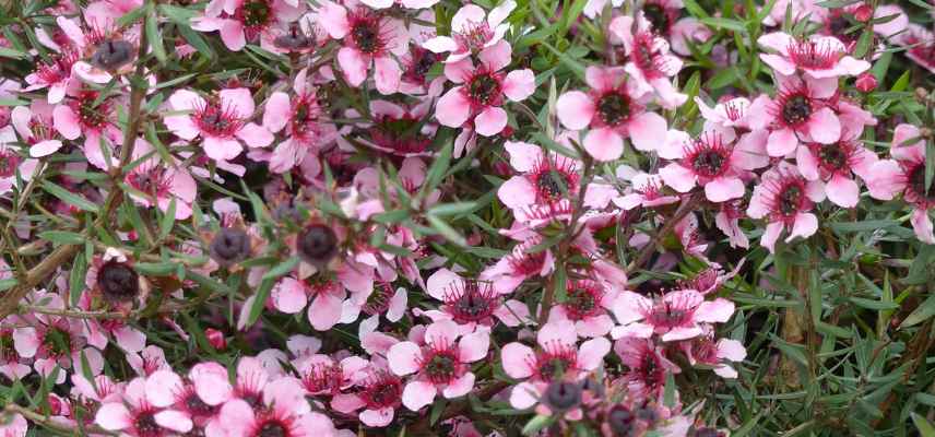 Tea tree fleurs roses, leptospermum rose