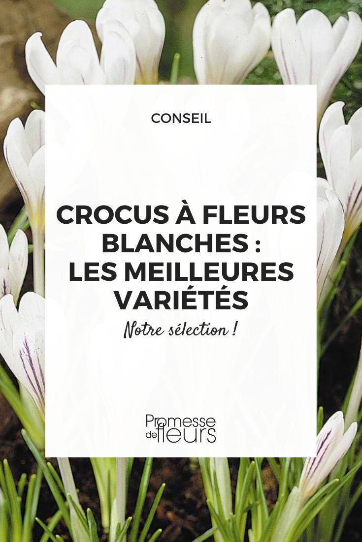 Crocus versicolor 'Picturatus'