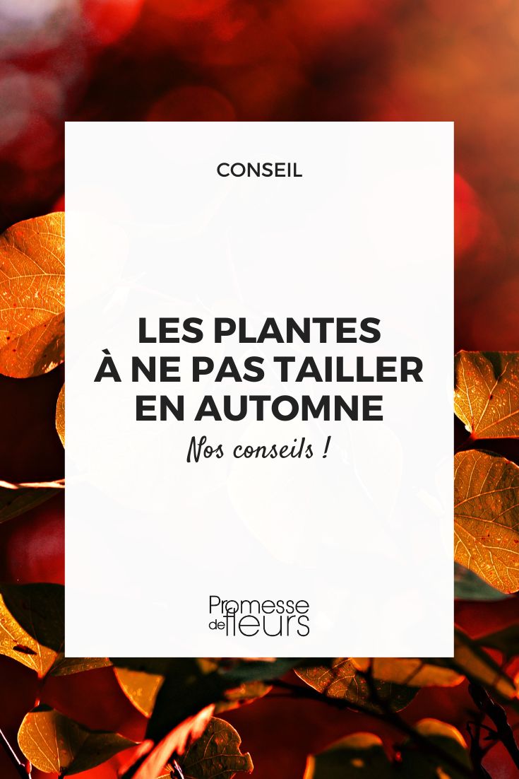 arbustes , arbres et vivaces à ne pas tailler en automne