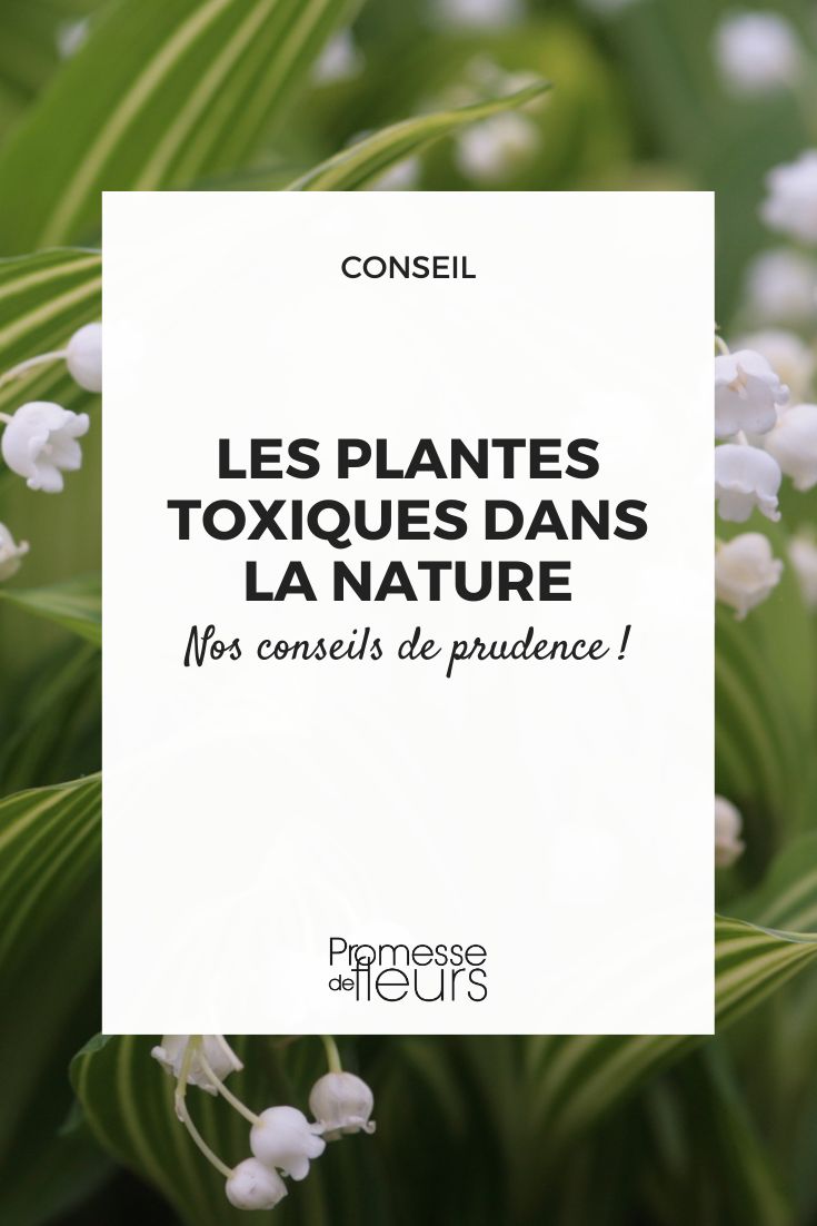 Les fleurs toxiques sauvages ou cultivées - Blog Promesse de fleurs