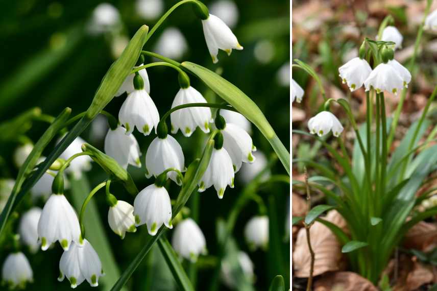 fleur blanche floraison mars fin hiver, bulbe floraison blanche fin hiver