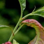 Identifier les principaux insectes parasites et maladies des arbres fruitiers