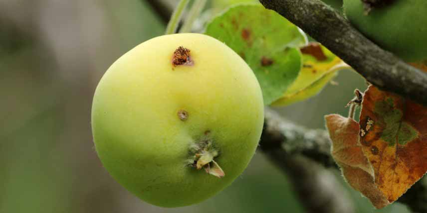 Insectes parasites des arbres fruitiers : carpocapse