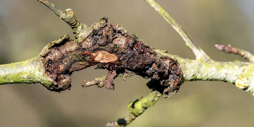 Maladies des arbres fruitiers : chancre