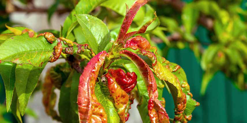 Maladies des arbres fruitiers : cloque du pêcher