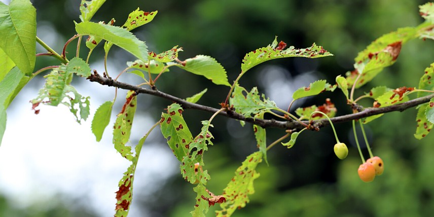 Maladies des arbres fruitiers : criblure ou coryneum