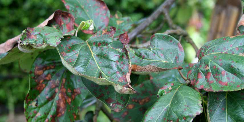 Maladies des arbres fruitiers : entomosporiose
