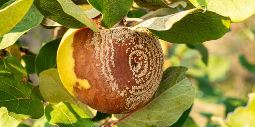 Maladies des arbres fruitiers : moniliose