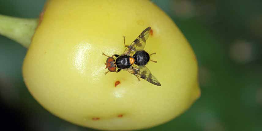 Insectes parasites des arbres fruitiers : mouche de la cerise