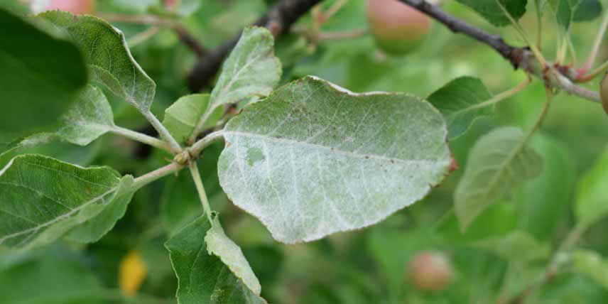 Maladies des arbres fruitiers : oïdium