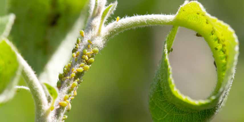 Insectes parasites des arbres fruitiers : pucerons