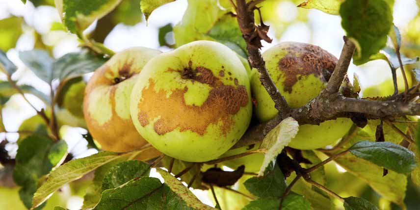 Maladies des arbres fruitiers : tavelure