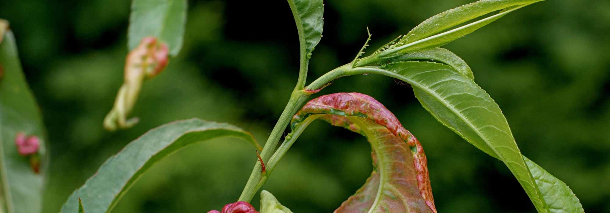 Identifier les principaux insectes parasites et maladies des arbres fruitiers