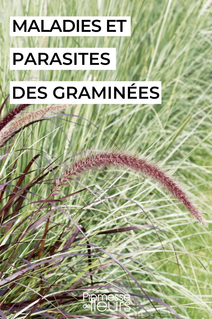 graminee maladies ravageurs soigner entretenir