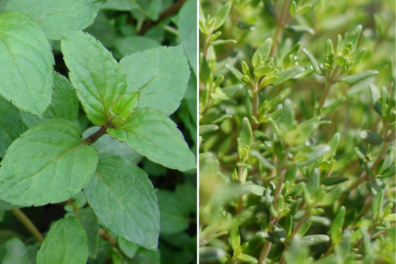 Plantes pour soigner le rhume : menthe et thym