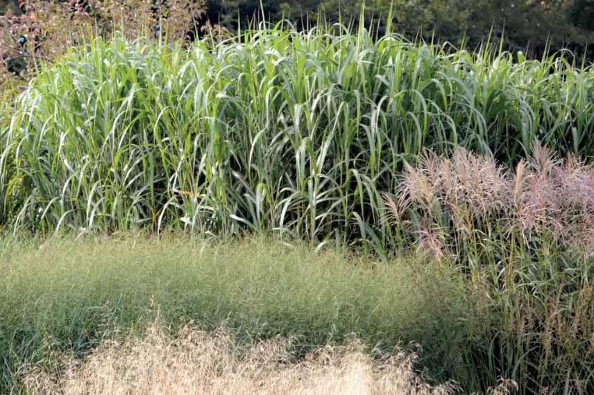 miscanthus