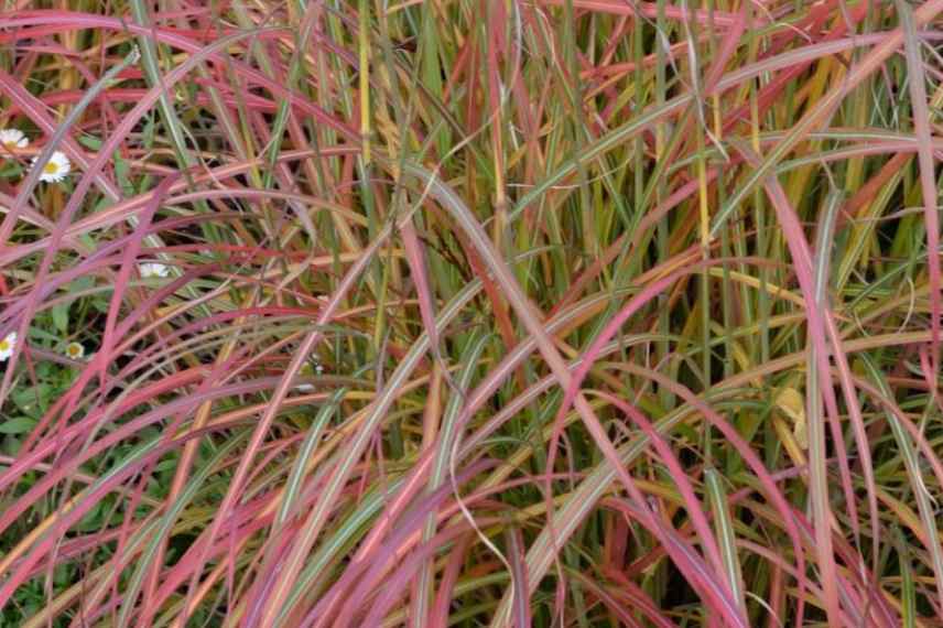 Graminee ornementale feuilles feuillage rouge