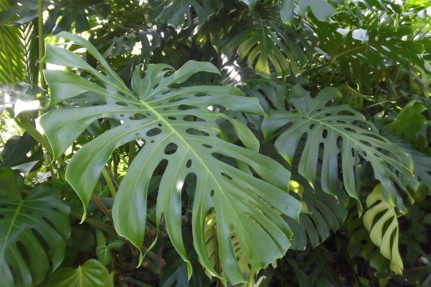 Monstera