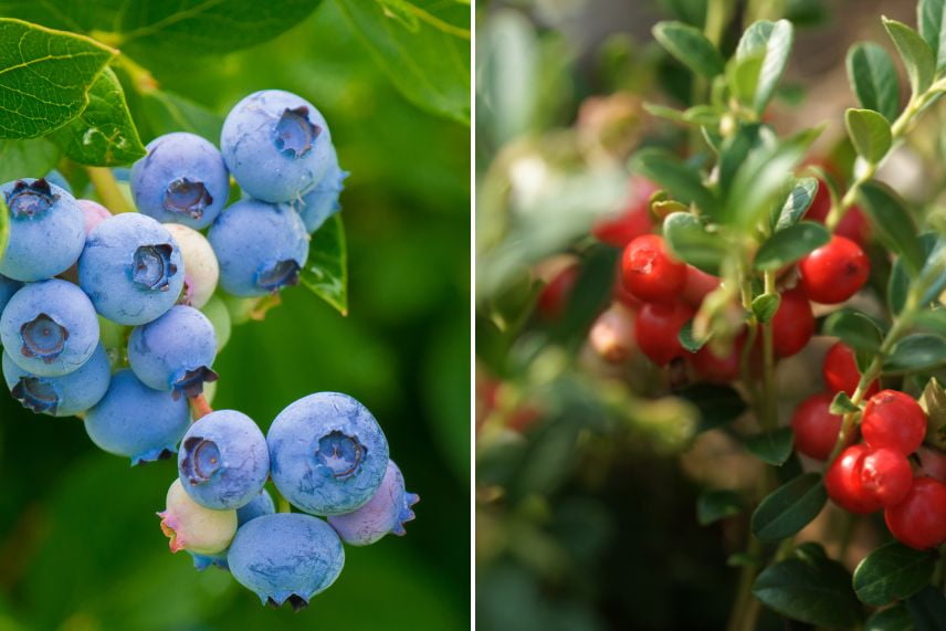 fruitiers très rustiques