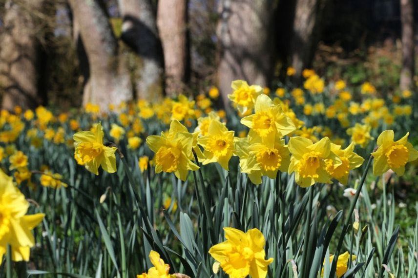 fleur de printemps