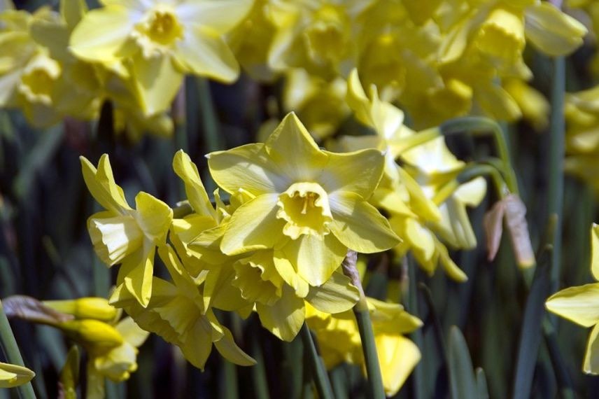 fleur de printemps