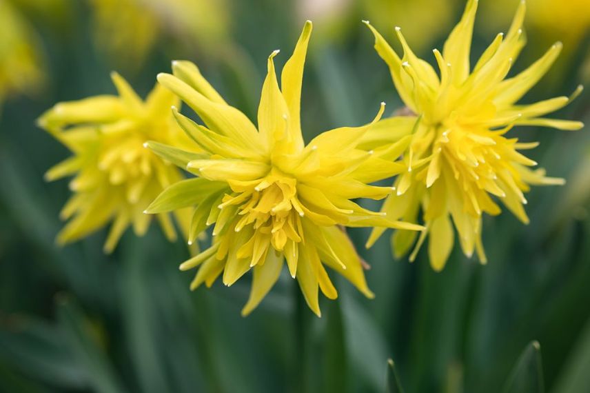 fleurs jaunes