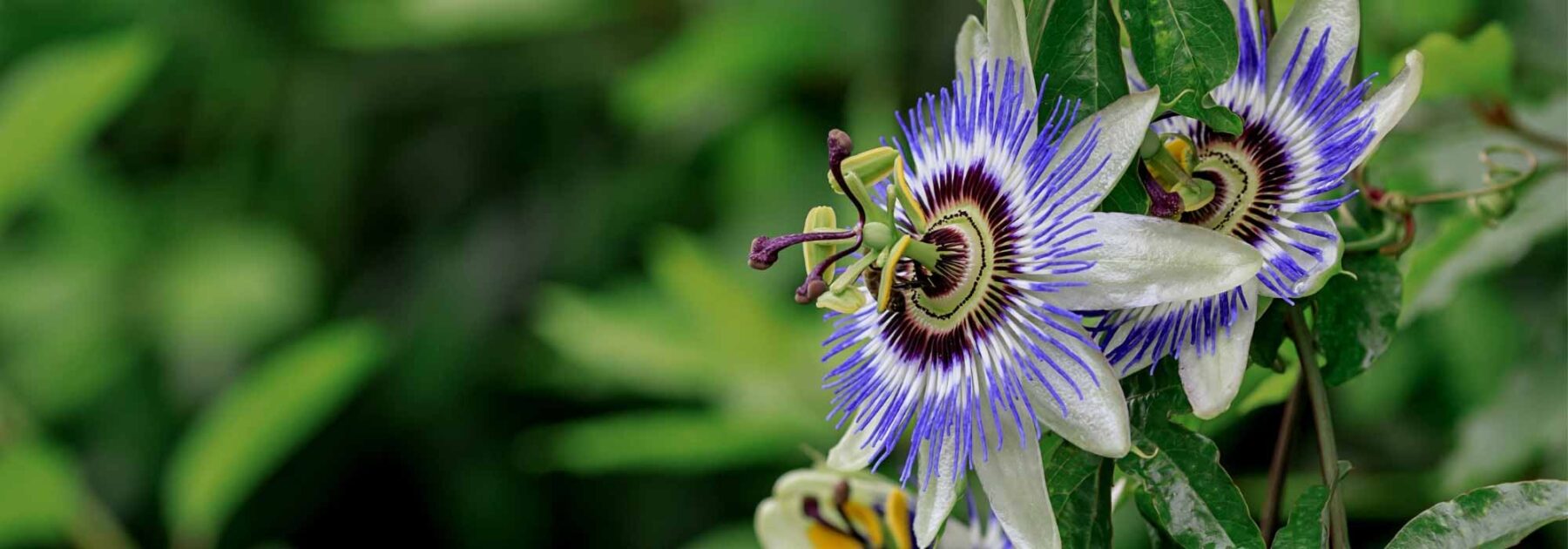 Tisane de Passiflore Bio - Passiflora incarnata - Plante coupée en