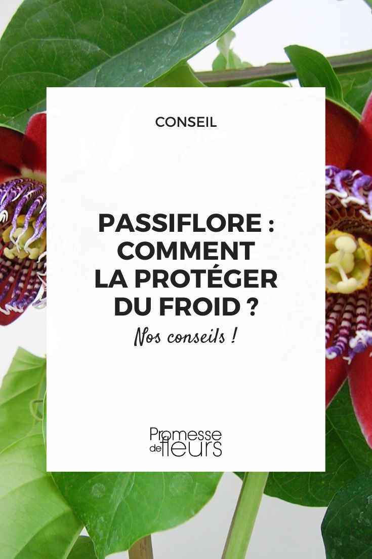 Hiverner une Passiflore en pleine terre ou en pot