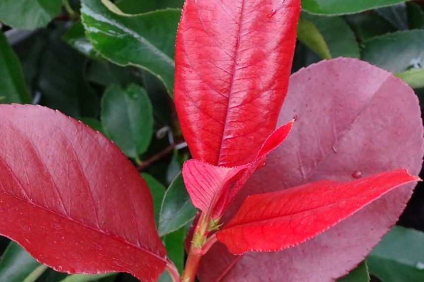 Photinia