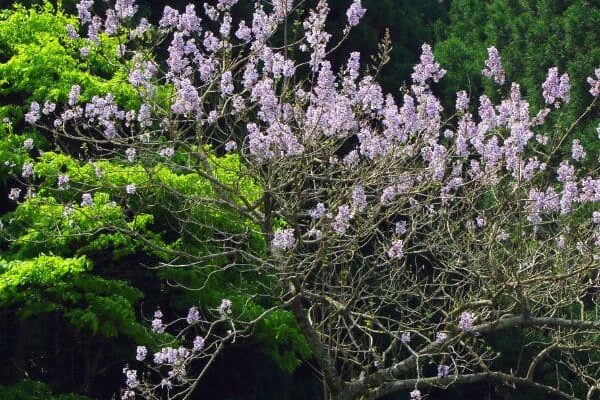 Découvrez le Paulownia, l'arbre champion du stockage de CO2