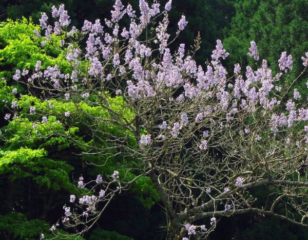 Découvrez le Paulownia, l'arbre champion du stockage de CO2