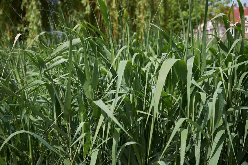 phragmites