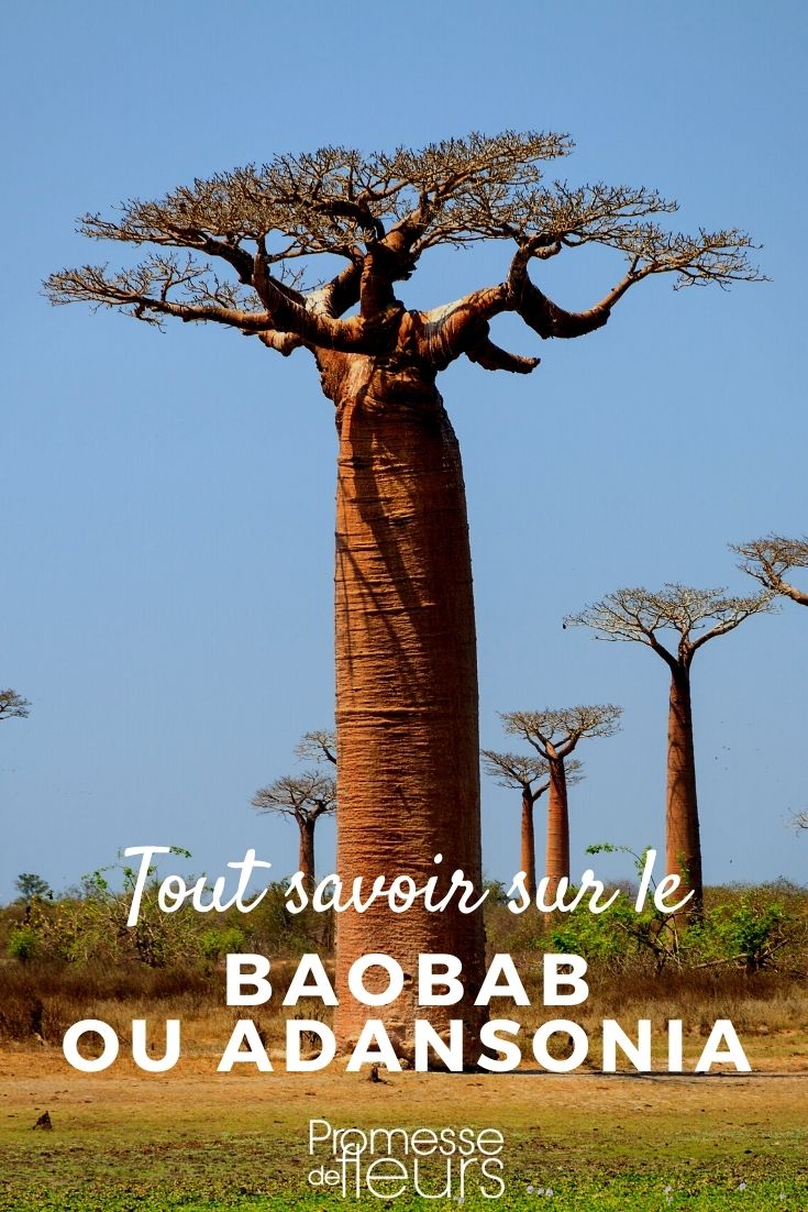 Baobab : planter et cultiver